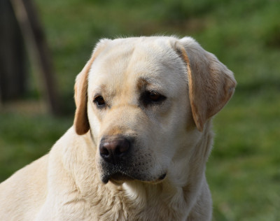 Étalon Labrador Retriever - Vanille Du Moulin Sault