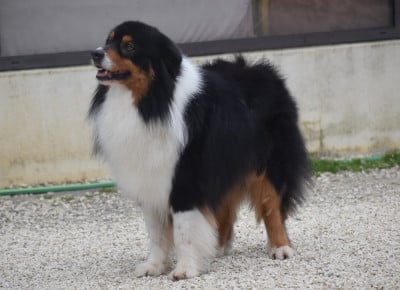 Étalon Berger Australien - Paw patrol rocky Of Black Pearl Spirit