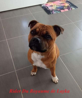 Étalon Staffordshire Bull Terrier - Rider Du Royaume De Layka