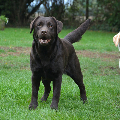 Étalon Labrador Retriever - Vérone De La Brie Des Etangs