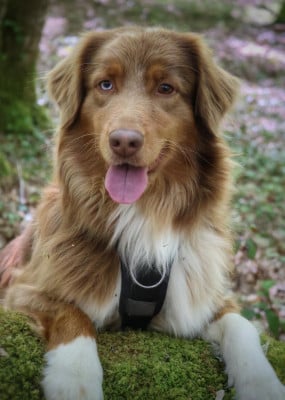 Étalon Berger Australien - Sia Des Highlands Du Sud