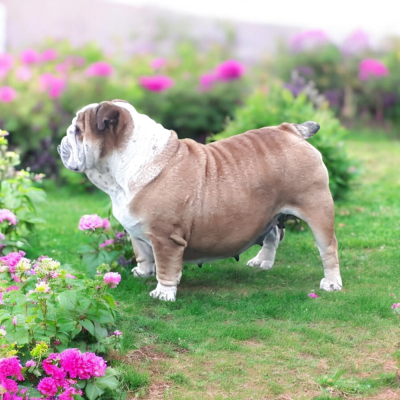 Étalon Bulldog Anglais - Twenny Du clos sara