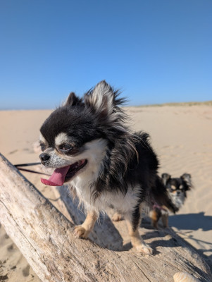 Étalon Chihuahua - Tauros De Doukywa