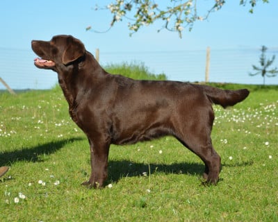 Étalon Labrador Retriever - Vérone De La Brie Des Etangs