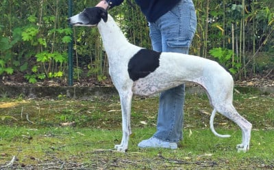 Étalon Greyhound - CH. Spiritus Sanctus Une barbara