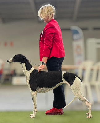 Étalon Greyhound - CH. Ultra-moderne Des dames du lac