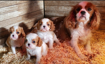 Étalon Cavalier King Charles Spaniel - Viper de la maison du ryez