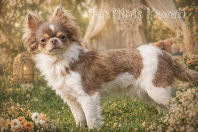 Étalon Chihuahua - Utica jersey Des Minis Kawaii