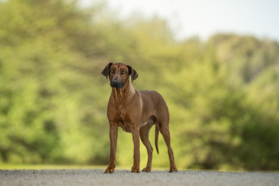 Étalon Rhodesian Ridgeback - Petit Russe Taïga