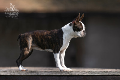 image de Twixie