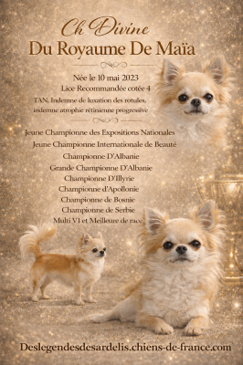 Étalon Chihuahua - CH. Une pensée divine du Royaume de Maia