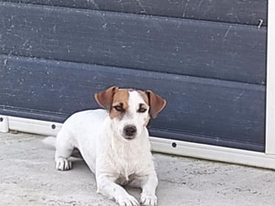 Étalon Jack Russell Terrier - Surprise de la pinkinerie