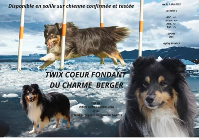 Étalon Shetland Sheepdog - Twix coeur fondant Du Charme Berger