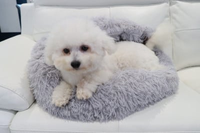 Étalon Bichon Frise - Seya de la grande equinoxe