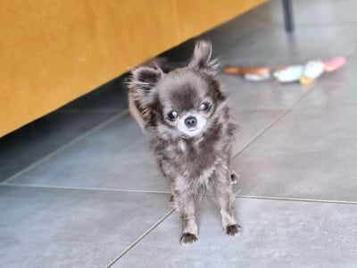 Étalon Chihuahua - Tiny cracotte Des Minis Bombes