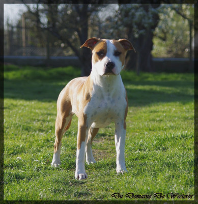 Étalon American Staffordshire Terrier - Volgane Du Domaine De Westeros