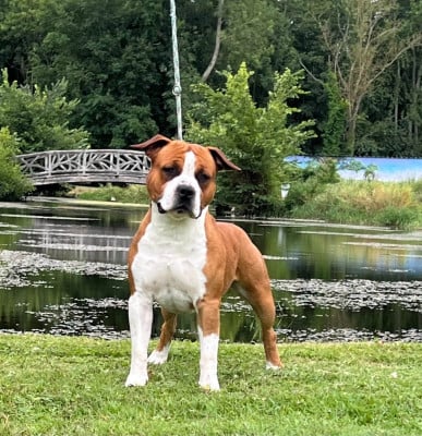 Étalon American Staffordshire Terrier - Userkaf dit ricco de Angel's of Carmine