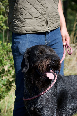 Étalon Chien d'arrêt allemand à poil dur - Taiko de la ronce des gerfauts