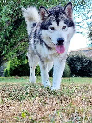 Étalon Alaskan Malamute - Souvenir of sitka's Tahiti blue
