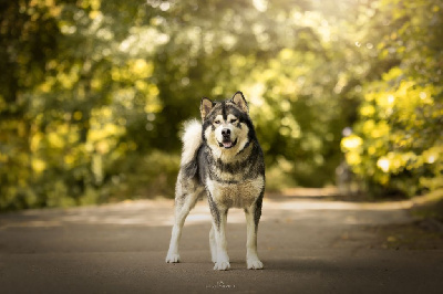Étalon Alaskan Malamute - R'koda Du Rêve Arctique