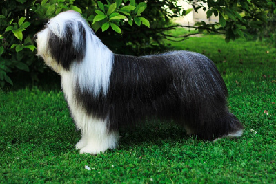 Étalon Bearded Collie - Blumaci Unlimited edition
