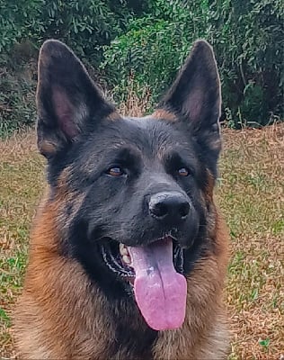 Étalon Berger Allemand - Spada Von Angelius Team