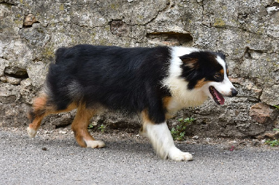 Étalon Berger Australien - Say a little prayer for you De La Folle Emprise