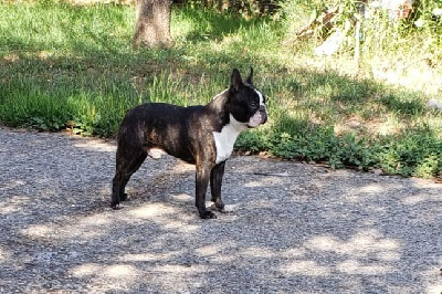 Étalon Boston Terrier - Titanium de Yu Box