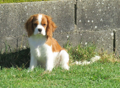 Étalon Cavalier King Charles Spaniel - Vérone de la maison du ryez