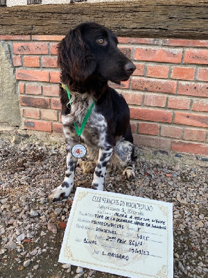Étalon Chien d'Oysel allemand - Tina De La Dernière Harde De Sologne