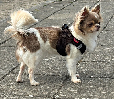 Étalon Chihuahua - Utica jersey Des Minis Kawaii