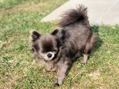 Étalon Chihuahua - Tiny cracotte Des Minis Bombes