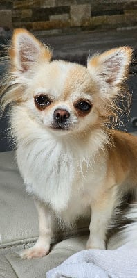 Étalon Chihuahua - Tiare tahiti Du Paradis Des Mascareignes