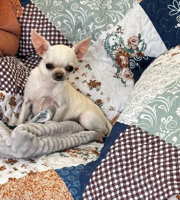 Étalon Chihuahua - Unchained melody du royaume d'histar