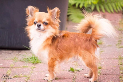 Étalon Chihuahua - Radja my pride and joy