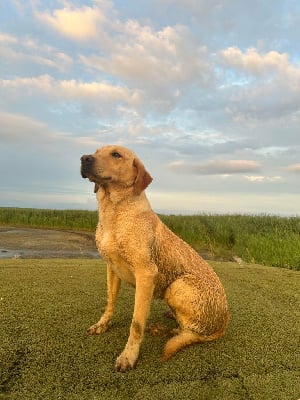 Étalon Labrador Retriever - Tweed Du Marais De Piremont