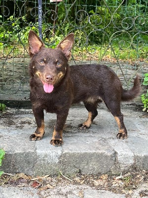 Étalon Lancashire Heeler - Unique brownie de la Cité des Grands Feux