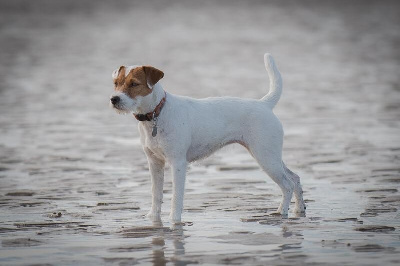 Étalon Parson Russell Terrier - TR. CH. Iris top russell
