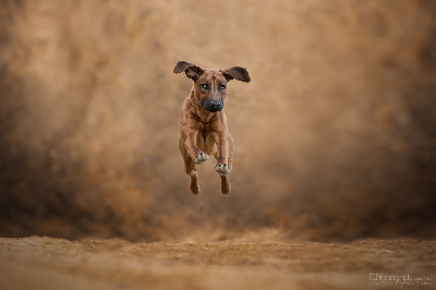 Étalon Rhodesian Ridgeback - Petit Russe Taïga