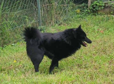 Étalon Schipperke - Patxaran A Dix Kide Onak