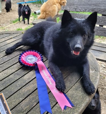 Étalon Schipperke - Toulousain des Grandes Voies