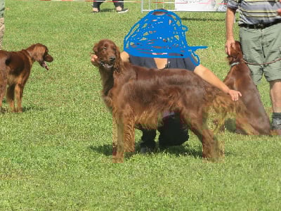 Étalon Setter irlandais rouge - Sergent Des Bords Du Clain