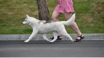 Étalon Siberian Husky - all about orinoco Use my charm