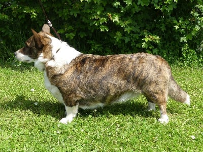 Étalon Welsh Corgi Cardigan - felangry Impressive lady