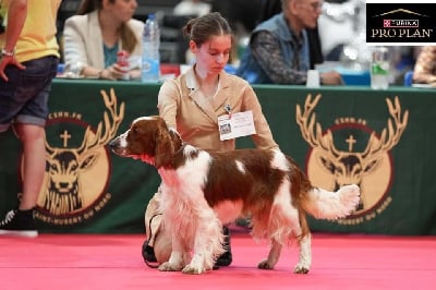 Étalon Welsh Springer Spaniel - Teardrop dit tupac Des Brumes Du Tregor