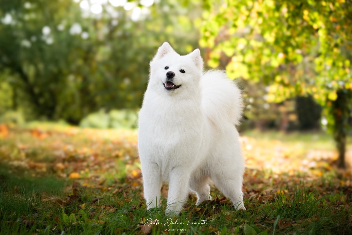 Publication : Della Dolce Trinità 