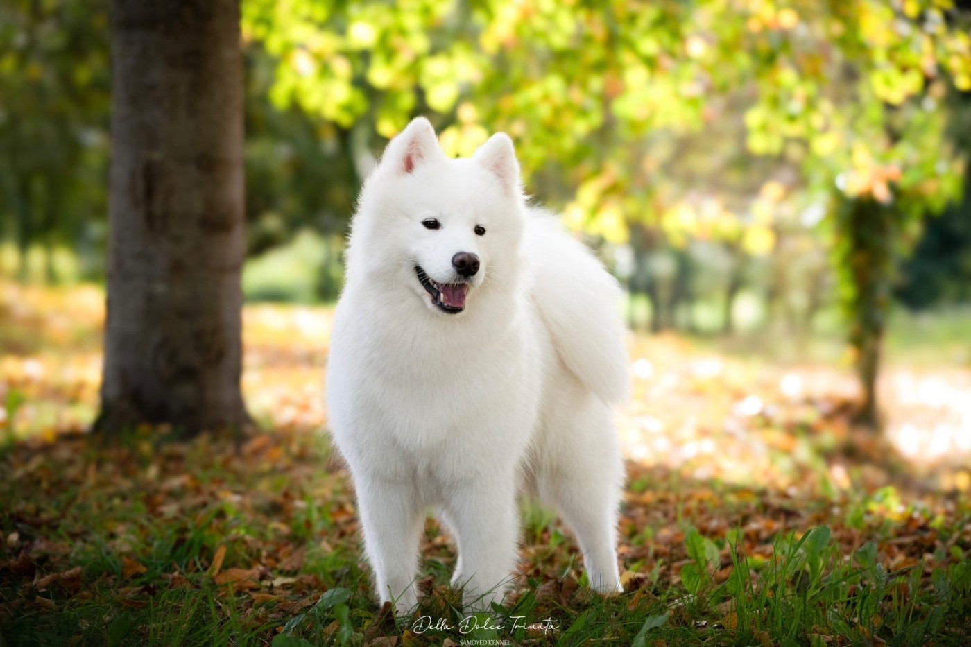 Publication : Della Dolce Trinità 