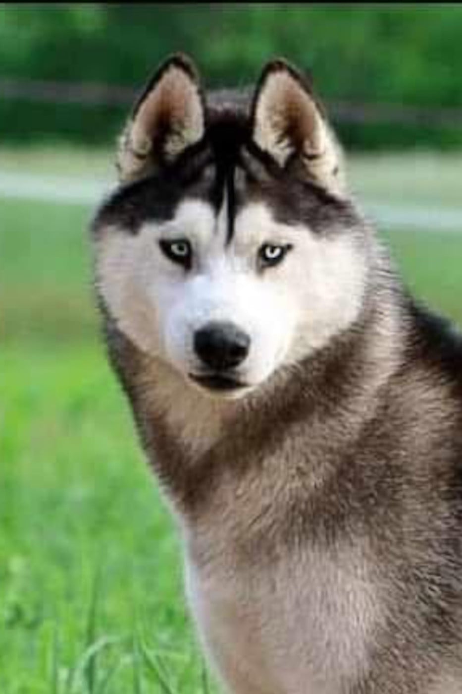 Be my dream gypsy dogs