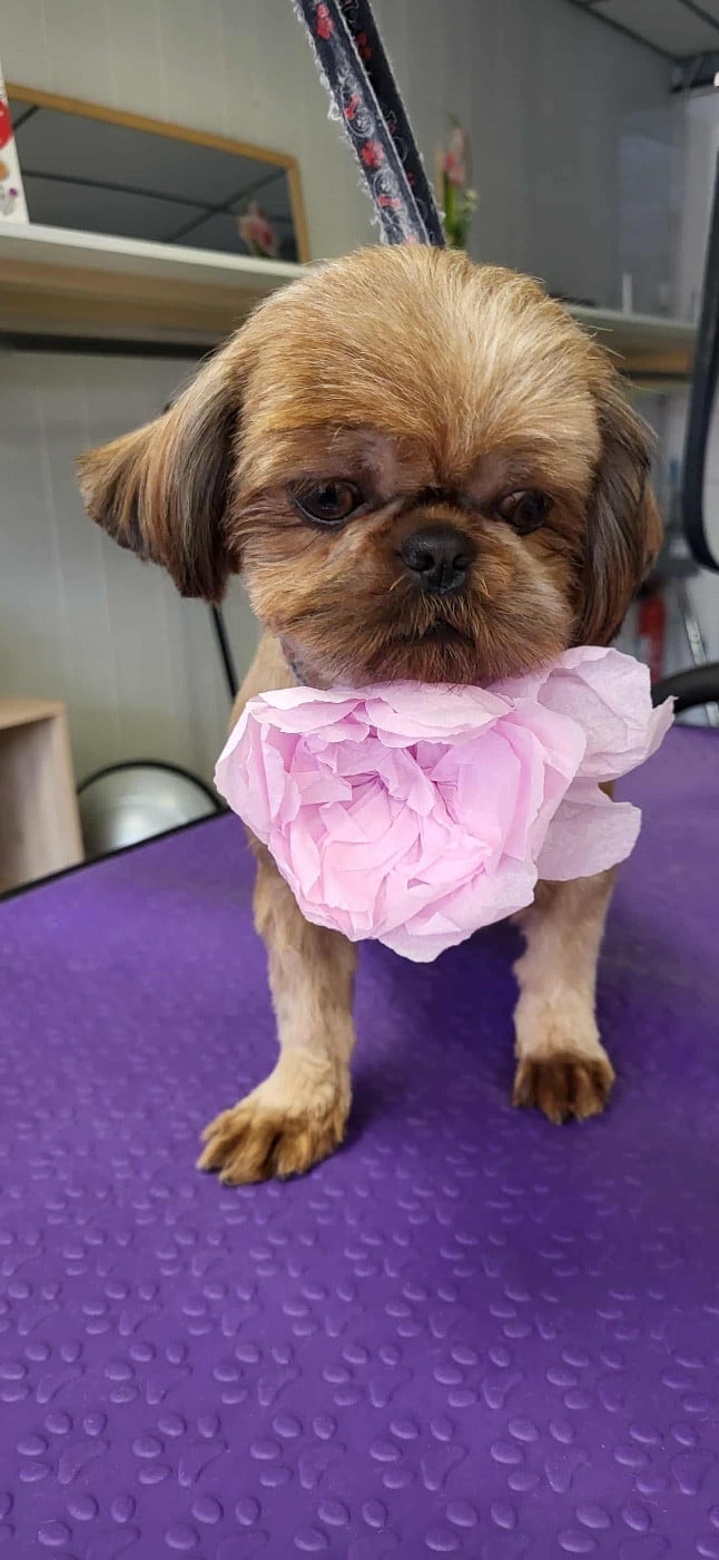 Publication : Du Domaine Des Chiens Du Bonheur Auteur : Viky