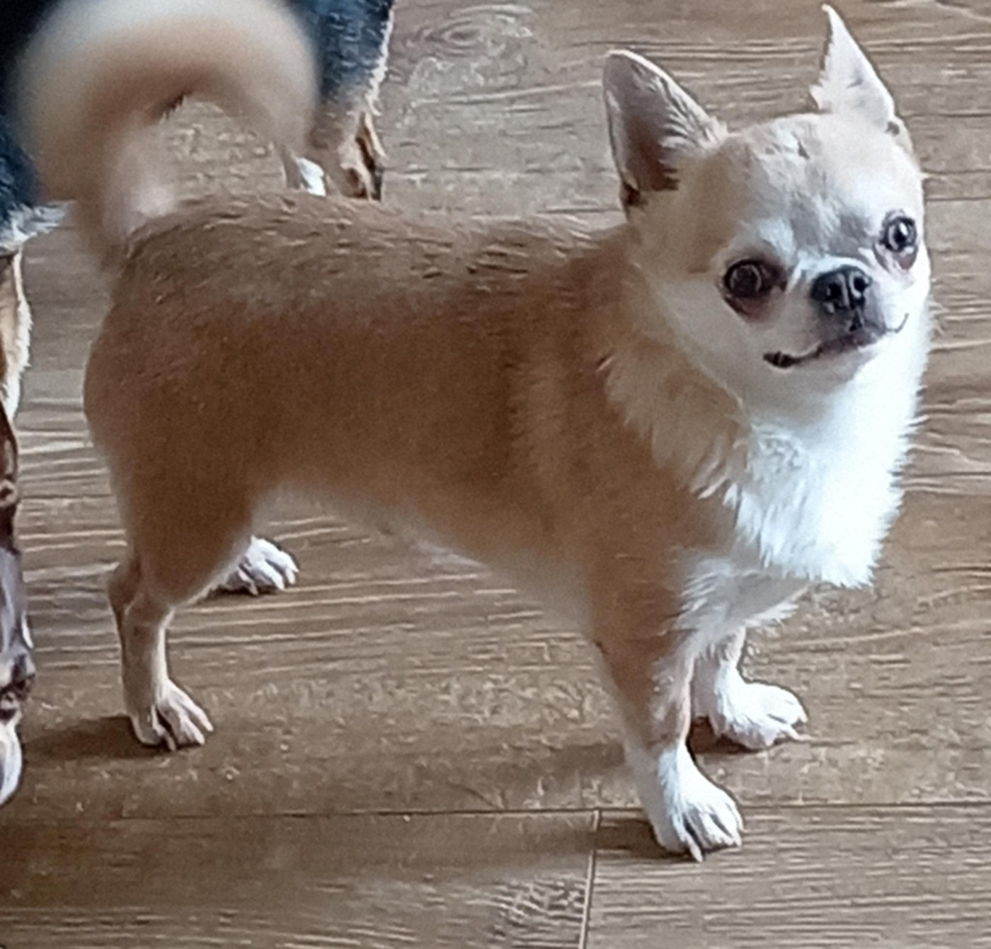 Publication : Du Domaine Des Ewoks